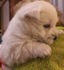 Zusätzliche Fotos: Die besten West Highland White Terrier-Welpen zu verkaufen
