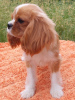 Foto №3. Cavalier King Charles Spaniel männlich. Deutschland