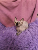 Foto №2 zu Ankündigung № 28798 zu verkaufen sphynx cat - einkaufen Russische Föderation vom kindergarten