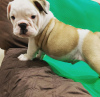 Foto №3. Britische Bulldogge Welpen zu verkaufen. Australien