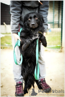 Foto №3. süße kleine Hundebasti auf der Suche nach guten Händen. Russische Föderation