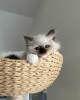 Foto №1. ragdoll-katze - zum Verkauf in der Stadt Франкфурт-на-Майне | 350€ | Ankündigung № 109687