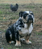 Foto №3. Englischer Bulldogge-Welpe. Serbien