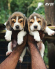 Foto №1. beagle - zum Verkauf in der Stadt Валенсия | 650€ | Ankündigung № 50284