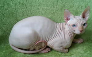 Foto №1. sphynx cat - zum Verkauf in der Stadt Odessa | 454€ | Ankündigung № 5080