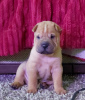 Foto №4. Ich werde verkaufen shar-pei in der Stadt Krasnodar. quotient 	ankündigung, züchter - preis - verhandelt