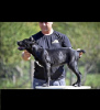 Foto №1. cane corso italiano - zum Verkauf in der Stadt Belgrad | verhandelt | Ankündigung № 118942