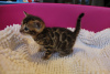 Foto №3. Tierarztgeprüfte Bengalkatzen-Kätzchen stehen zum Verkauf. Deutschland