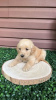 Foto №3. Golden Retriever sind ein adoptierter Hund. Finnland