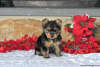 Foto №1. yorkshire terrier - zum Verkauf in der Stadt Hannover | 540€ | Ankündigung № 63838