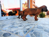 Foto №1. bayerischer gebirgsschweißhund - zum Verkauf in der Stadt Лида | verhandelt | Ankündigung № 10171