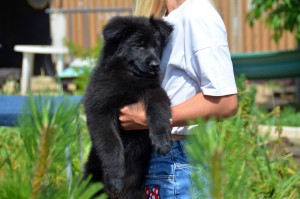 Zusätzliche Fotos: Deutscher Schäferhund Welpe, Mädchen, schwarz, metrisch KSU / FCI, 67 Tage