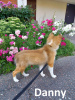 Foto №4. Ich werde verkaufen shetland sheepdog in der Stadt Kohtla-Järve. vom kindergarten - preis - verhandelt