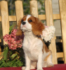 Foto №1. cavalier king charles spaniel - zum Verkauf in der Stadt Riga | 1450€ | Ankündigung № 12540