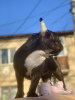 Foto №4. Ich werde verkaufen französische bulldogge in der Stadt Балта.  - preis - 1691€