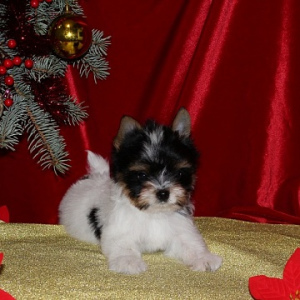 Foto №4. Ich werde verkaufen biewer terrier in der Stadt Minsk. vom kindergarten, züchter - preis - verhandelt