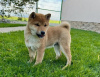 Foto №1. shiba - zum Verkauf in der Stadt Акаа | 340€ | Ankündigung № 123774