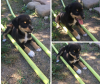 Foto №1. mischlingshund - zum Verkauf in der Stadt Krasnodar | Frei | Ankündigung № 7519