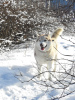 Foto №3. Husky Dymka sucht eine liebevolle Familie mit einem männlichen Anführer!. Russische Föderation