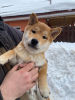 Foto №3. Shiba Inu Welpenjunge. Russische Föderation