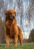 Foto №1. golden retriever - zum Verkauf in der Stadt Wrocław | 2500€ | Ankündigung № 62309