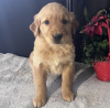 Foto №2 zu Ankündigung № 98597 zu verkaufen golden retriever - einkaufen Deutschland quotient 	ankündigung, vom kindergarten, aus dem tierheim, züchter