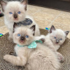 Foto №2 zu Ankündigung № 84183 zu verkaufen ragdoll-katze - einkaufen Finnland quotient 	ankündigung