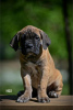 Foto №1. cane corso italiano - zum Verkauf in der Stadt Belgrad | verhandelt | Ankündigung № 99736