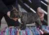 Foto №2 zu Ankündigung № 123617 zu verkaufen französische bulldogge - einkaufen Serbien züchter