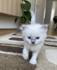 Foto №4. Ich werde verkaufen ragdoll-katze in der Stadt München. quotient 	ankündigung - preis - 400€