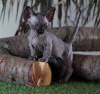Foto №3. Эксклюзив кошка карлик, порода бамбино.. Ukraine