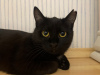 Zusätzliche Fotos: Eine wundervolle junge Katze Agatha sucht ein Zuhause und eine liebevolle