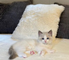 Foto №1. ragdoll-katze - zum Verkauf in der Stadt Tarrytown | 208€ | Ankündigung № 108609