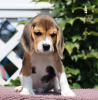 Foto №1. beagle - zum Verkauf in der Stadt Mailand | 400€ | Ankündigung № 113645