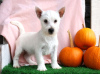 Foto №2 zu Ankündigung № 44771 zu verkaufen west highland white terrier - einkaufen Deutschland 