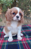 Foto №3. Weiblicher Cavalier King Charles Spaniel. Ukraine