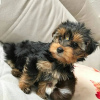 Foto №1. yorkshire terrier - zum Verkauf in der Stadt Гамбург | 265€ | Ankündigung № 119339