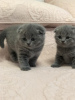 Foto №3. Atemberaubende GCCF Scottish Fold-Kätzchen mit Stammbaum. Tschechische Republik