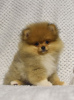 Foto №3. Buu Pomeranians Welpen. Serbien