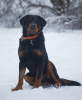 Foto №2 zu Ankündigung № 97014 zu verkaufen rottweiler - einkaufen Russische Föderation quotient 	ankündigung