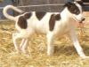 Foto №1. greyhound - zum Verkauf in der Stadt Ванкувер | 615€ | Ankündigung № 50493
