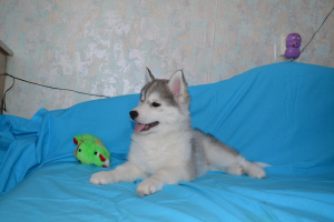 Foto №1. siberian husky - zum Verkauf in der Stadt Zheleznogorsk | 112€ | Ankündigung № 5326