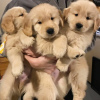 Foto №3. Gesunde, süße, liebenswerte und sozialisierte Golden Retriever-Welpen verfügbar. Deutschland