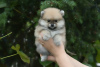 Foto №2 zu Ankündigung № 13649 zu verkaufen mischlingshund - einkaufen Weißrussland züchter