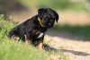 Zusätzliche Fotos: Border Terrier-Welpen