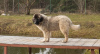 Zusätzliche Fotos: Kaukasischer Schäferhund