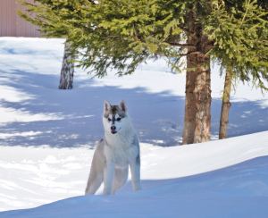 Foto №3. Kennel & quot; Northern Shadow & quot; bietet Husky-Welpen von einem. Russische Föderation