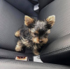 Foto №1. yorkshire terrier - zum Verkauf in der Stadt Sydney | 1136€ | Ankündigung № 84734