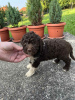 Zusätzliche Fotos: Lagotto Romagnolo Welpen