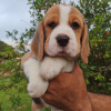 Foto №4. Ich werde verkaufen beagle in der Stadt Nürnberg. quotient 	ankündigung - preis - 360€